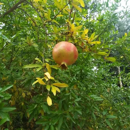 1787 In Montechiaro Frühstückspension Vico Equense