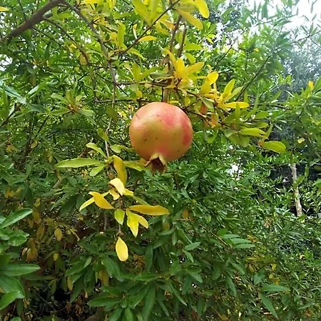 فندق مبيت وإفطار 1787 In Montechiaro فيكو إيكوينس
